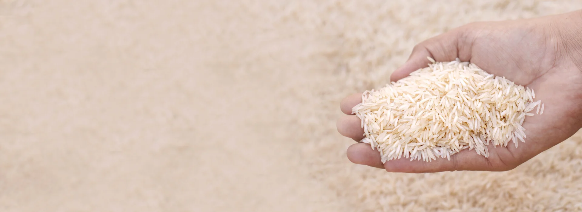 Punjab Riceland Agro Foods - slide 17