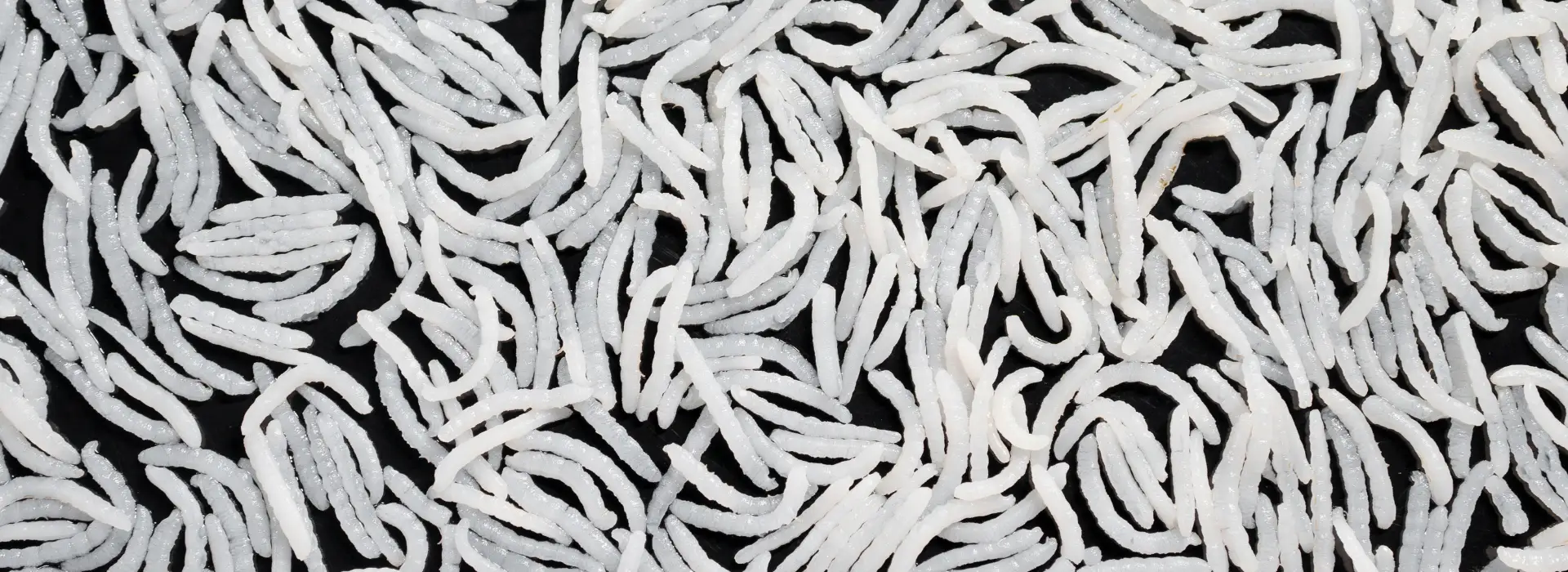 Punjab Riceland Agro Foods - slide 18